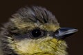 Juvenile African blue tit Cyanistes teneriffae hedwigii. Royalty Free Stock Photo