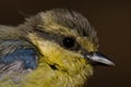 Juvenile African blue tit Cyanistes teneriffae hedwigii. Royalty Free Stock Photo