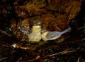 Juvenile African blue tits bathing. Royalty Free Stock Photo