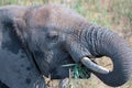 Juvenile African Elephant eating in Kruger National Park in South Africa Royalty Free Stock Photo