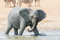 Elephant Mudbath Royalty Free Stock Photo