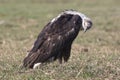 Juvenile African fish eagle Royalty Free Stock Photo