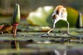 Juvenile African Jacana bird perched atop a floating lily pad in a tranquil pond