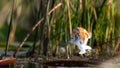 Juvenile African Jacana bird perched atop a floating lily pad in a tranquil pond