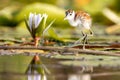 Juvenile African Jacana bird perched atop a floating lily pad in a tranquil pond