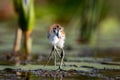 Juvenile African Jacana bird perched atop a floating lily pad in a tranquil pond