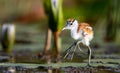 Juvenile African Jacana bird perched atop a floating lily pad in a tranquil pond