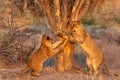 Sub-adult lion games in the wild