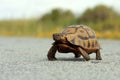 Juvenile African Mountain tortoise