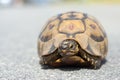 Juvenile African Mountain Tortoise