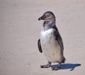 African Penguin colony