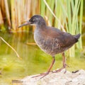 Juvenile African Rail Royalty Free Stock Photo