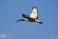 Juvenile African Sacred Ibis in Flight Royalty Free Stock Photo