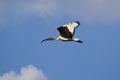 Juvenile African Sacred Ibis in Flight Royalty Free Stock Photo