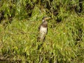 Juvenile aka Immature Great Cormorant - Phalacrocorax carbo