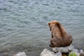 Juvenile Alaskan brown bear sitting on a riverside rock looking into the Brooks River for salmon, Alaska Royalty Free Stock Photo