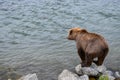 Juvenile Alaskan brown bear standing on a riverside rock looking into the Brooks River for salmon, Alaska