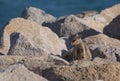 Juvenile Allied Rock Wallaby