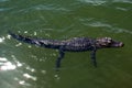 Juvenile alligator swimming in pond on Hilton Head Island South Carolina