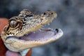 Juvenile American Alligator