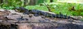 Juvenile American Alligator Royalty Free Stock Photo