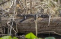 Juvenile American Alligator sunning on log, Okefenokee Swamp National Wildlife Refuge Royalty Free Stock Photo