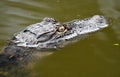 Juvenile American Alligator swimming in Nini Chapin Pond at Pinckney Island National Wildlife Refuge