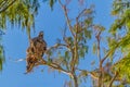 Juvenile American Bald Eagle on the branch in Autumn in Florida Royalty Free Stock Photo