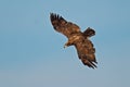 Juvenile American Bald Eagle