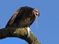 Juvenile American Bald Eagle eating