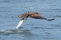 Juvenile American Bald Eagle Fish Grab Royalty Free Stock Photo