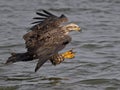 Juvenile American Bald Eagle Fish Grab Royalty Free Stock Photo