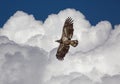 Juvenile American Bald Eagle in Flight Royalty Free Stock Photo