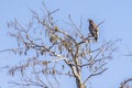 Juvenile American Bald Eagle In A Tree