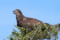 Juvenile American Bald Eagle in tree