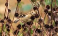 The Juvenile American Goldfinch Royalty Free Stock Photo