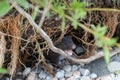 Juvenile American Mink calling for mother Royalty Free Stock Photo