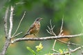 Juvenile American Robin bird at Exner Marsh Nature Preserve Illinois Royalty Free Stock Photo