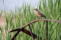 Juvenile American Robin Perched on Old Rusty Wheel