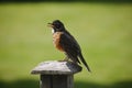 Young robin resting on a post. Royalty Free Stock Photo