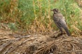 Juvenile American Robin