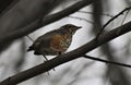 Juvenile American Robin Bird