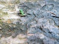 Juvenile American Toad on textured rock high angle view camouflage