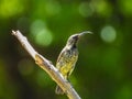 Immature amethyst sunbird perched on a stick