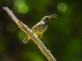 Immature amethyst sunbird perched on a stick