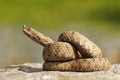 Juvenile ammodytes adder preparing to strike Royalty Free Stock Photo