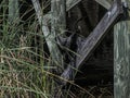 Juvenile Anhinga on the Cross Boards of a Bridge Royalty Free Stock Photo