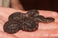 Juvenile Arafura File Snake Royalty Free Stock Photo