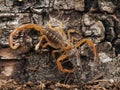 Juvenile Arizona bark scorpion eating a midge