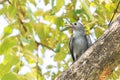 Juvenile Ashy Drongo (Dicrurus leucophaeus).